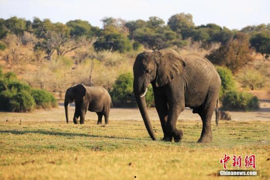 91大象成品视频入口,一网打尽热门影视，尽享视听盛宴